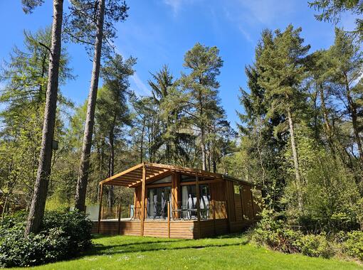 Modern lodge set within pine trees and surrounded by grass