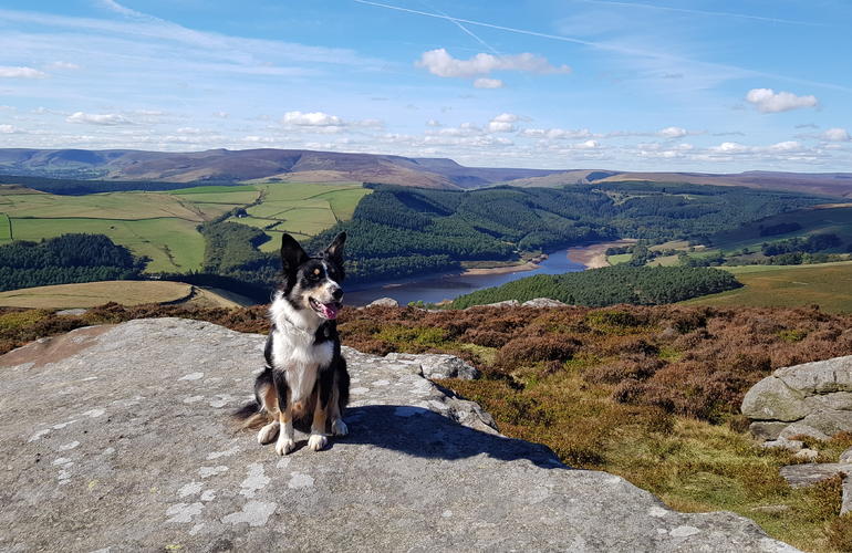 Dog sat in the sunshine on the rocks with the stunning peak district in the distance