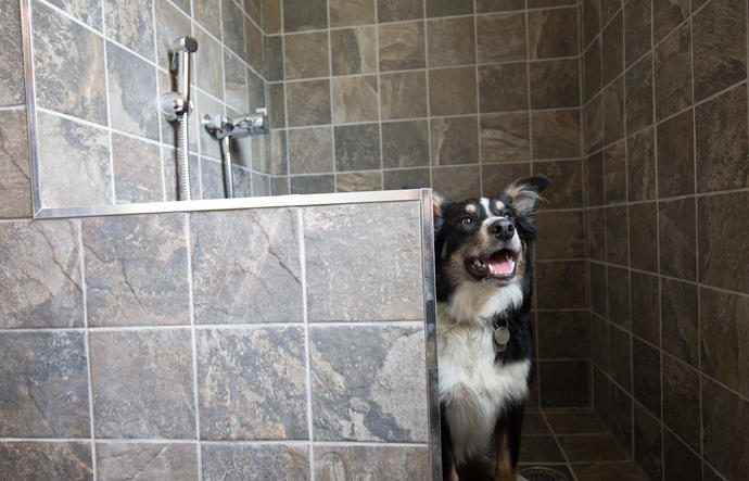 collie dog sat in dog shower