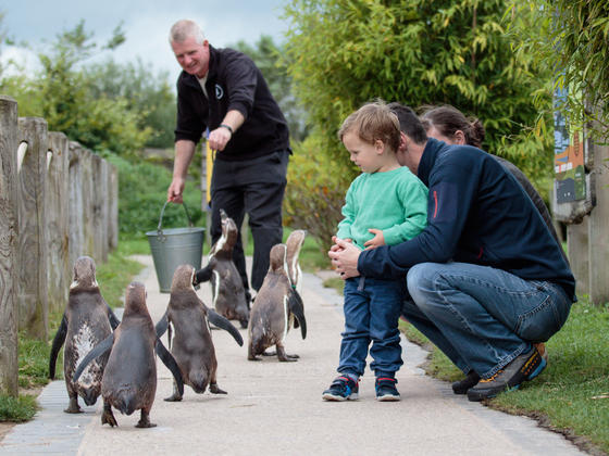 Feeding the penguins at Peak Wildlife park