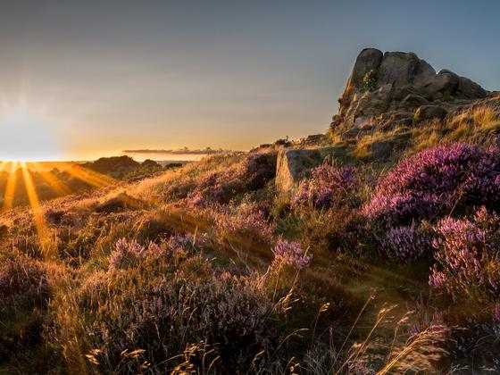 Beautiful sunset over Ashover rock with purple heather in the forefront