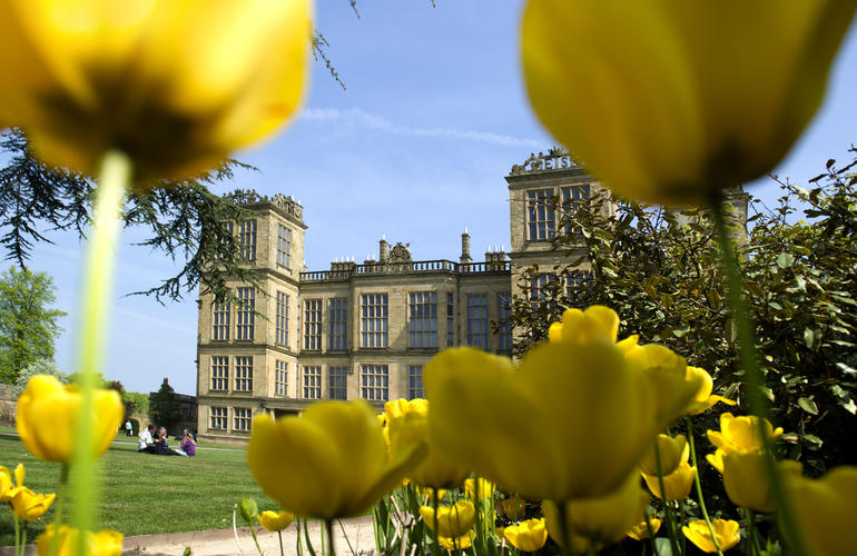 Hardwick Hall shown through beautiful yellow  Tulips