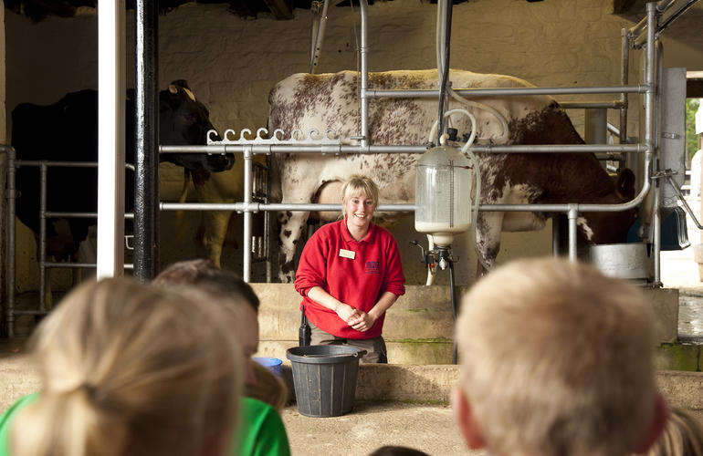 Cow milking demonstration at Chatsworth Farmyard
