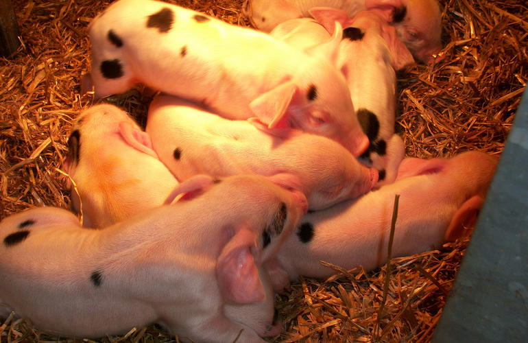 Baby piglets under heat lamp