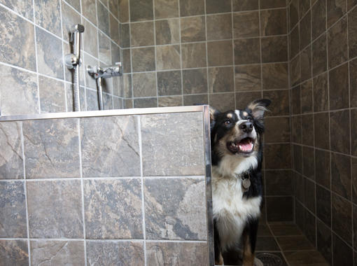 Dog peering around wall of doggie shower